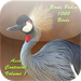 Birds Pedia Vol1 (Asia)